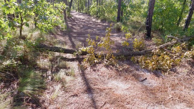 Tree laying over a trail blocking the path.