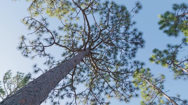 Upward angle rotating shot of a large long leaf pine tree with blue sky
