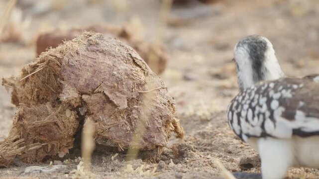 Southern red billed hornbill pecks a torn termite mound, feeding on termites in Kruger National Park. Static shot in slow motion showing foraging behavior on savanna soil.