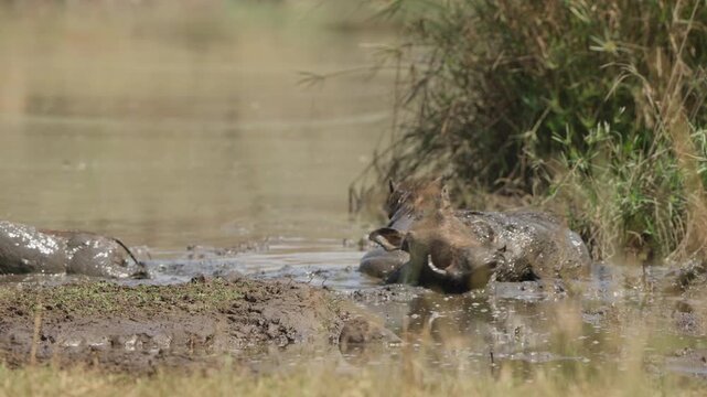 Warthogs wallowing in muddy waterhole in slow motion. Wildlife group cooling off and bathing at a watering hole in Kruger National Park, South Africa on a sunny day.