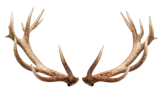 Large brown and grey deer antlers with multiple branching tines displayed against a white or transparent background