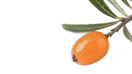 Single ripe orange sea buckthorn berry isolated on transparent background © Brooks
