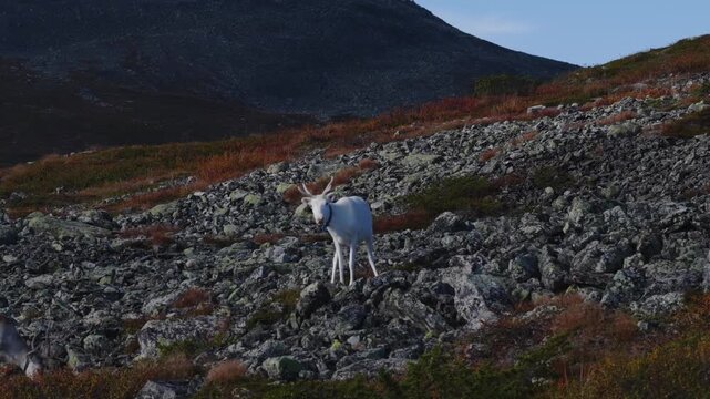 White reindeer standing on a rocky slope in Pallas-Yll&auml;stunturi National Park