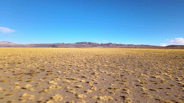 Sparse yellow grasses dot a wide dry puna plain beneath distant Andean ridges under clear blue sky in a smooth daytime drone flyover