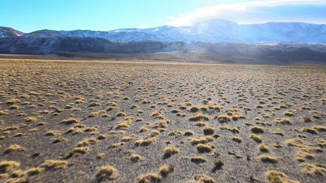 A lone vicu&ntilde;a moves across a wide dry puna grassland with distant snowcapped mountains in Laguna Blanca Biosphere Reserve, Argentina, under clear daytime light.
