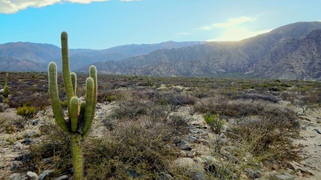Cardon cactus stands in a rocky desert plain of the Calchaqu&iacute; Valley as the camera flies forward toward sunlit Tucum&aacute;n mountains at sunset.