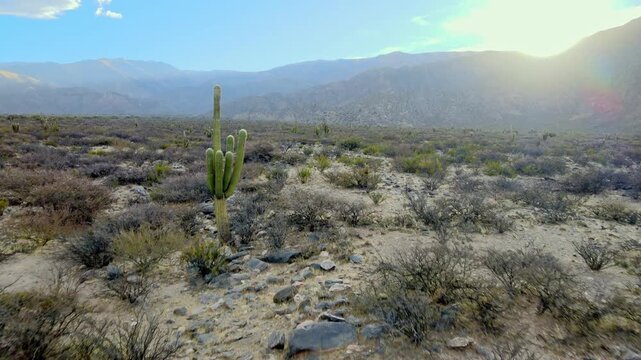 Single cardon cactus stands among low shrubs in the arid Calchaqu&iacute; Valley at warm sunset light, with distant Andean ridges fading into haze.
