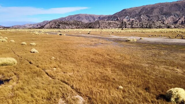 Brown marsh grasses, scattered tussocks and shallow water channels stretch toward rocky hills as the drone glides forward in rural Catamarca, Argentina.