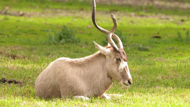 Addax Screwhorn Antelope Resting on Sunny Green Grass