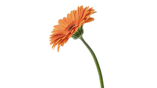 Single beautiful bright orange gerbera daisy flower stem isolated on transparent background