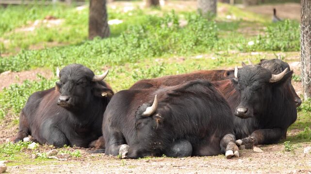 Group of Water Buffaloes Resting on Ground in Zoo Enclosure