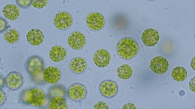 Chlorella algae cells under microscope bright-field 1000x magnification