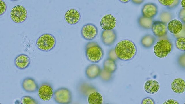 Chlorella algae cells under microscope bright-field 1000x magnification