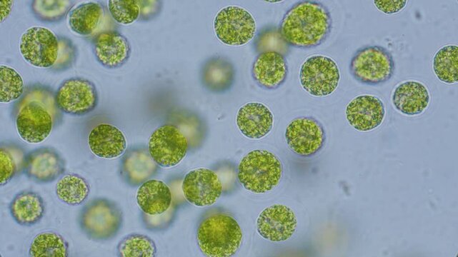 Chlorella algae cells under microscope bright-field 1000x magnification