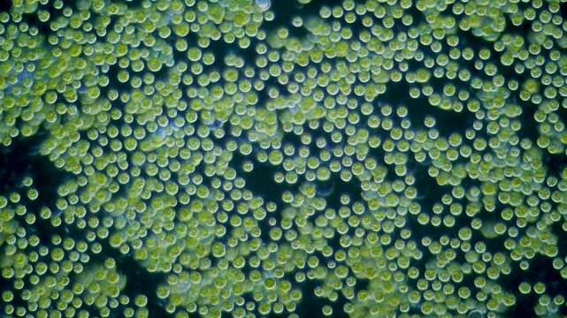 Chlorella algae cells under microscope dark-field 100x magnification