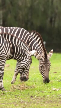 Two Plains Zebras Grazing Together on Green Grassland