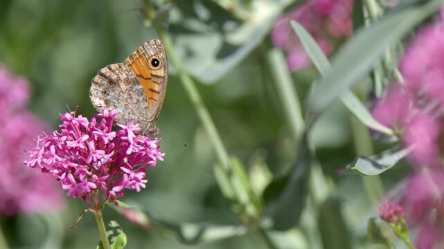 Orange Butterfly Feeding on Blooming Pink Valerian Flower