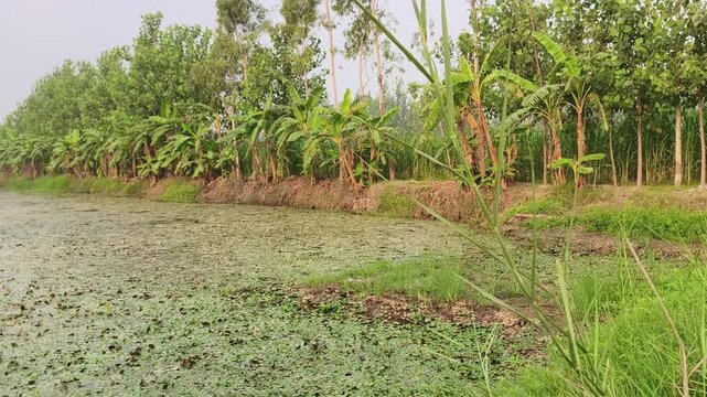 A shallow flooded agricultural field covered with dense duckweed vegetation and scattered debris.