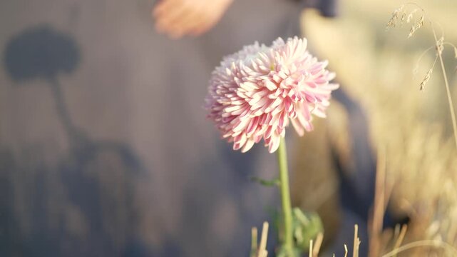 Pink aster flower in a golden wheat field, a hand picks it at sunset