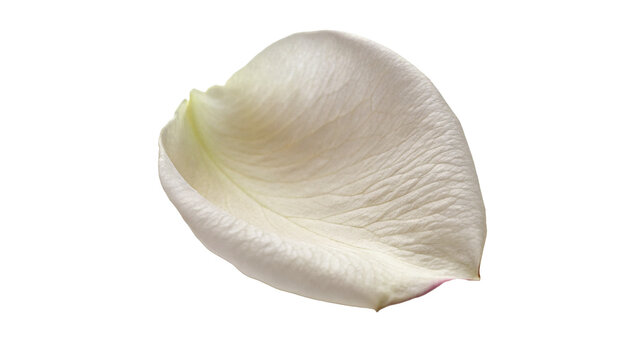 Single gentle white rose flower petal botany isolated on transparent background