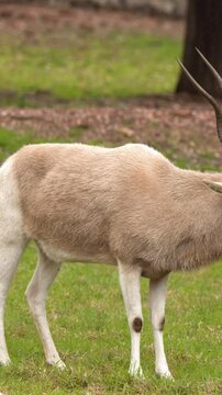 Endangered Addax Antelope Walking Across Grassy Meadow in Captivity
