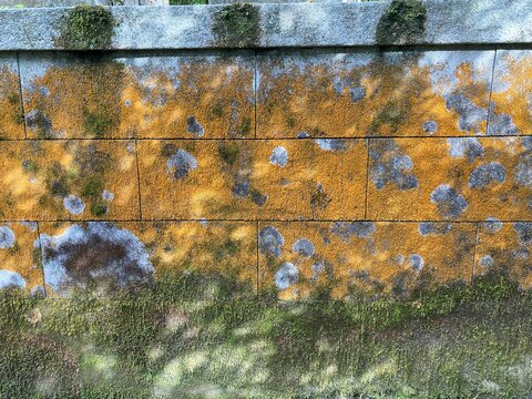 地衣類と苔に覆われたコンクリートブロックの壁のテクスチャ背景