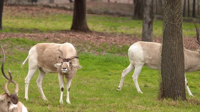 Critically Endangered Addax Antelope Standing in Grassy Enclosure
