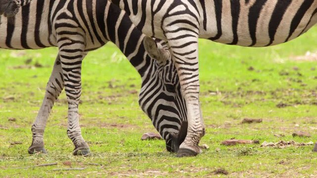 Striped Zebras Grazing on Green Grassland in Open Safari Field
