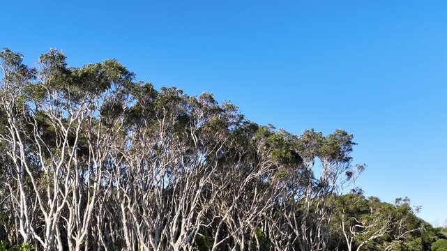 Coastal Banksia Forest Trees Under Clear Blue Sky