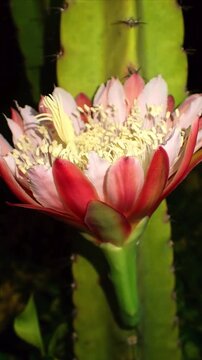 Cereus Cactus Flower Opening in Macro Time Lapse