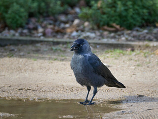 A western jackdaw (Coloeus monedula), also known as the Eurasian jackdaw, stands on sandy ground next to a small puddle of water. The bird has distinctive black and grey plumage and striking pale eyes © Waldek Pietrzak