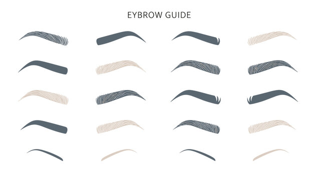 Comprehensive eyebrow guide showing various brow shapes and thicknesses, useful for beauty, makeup, and eyebrow grooming tutorials.