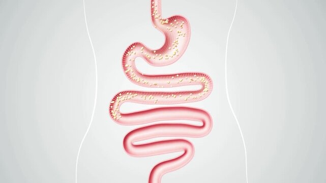 human digestive system showing food particles moving through the esophagus and stomach