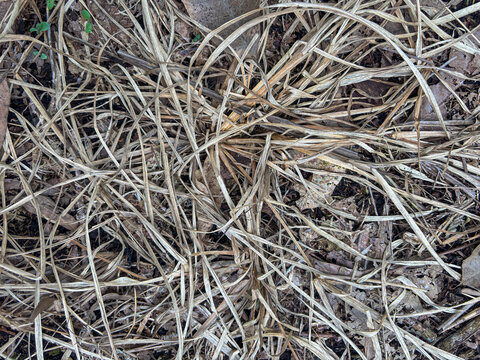 Close-up of dry grass and soil in winter landscape.