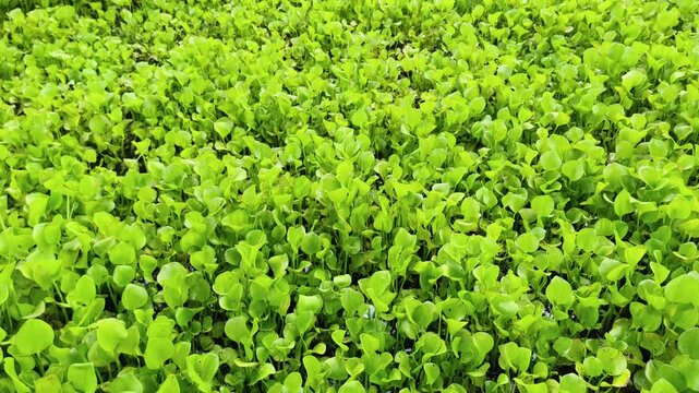 Close-up vibrant green duckweed plants densely covering water surface in natural aquatic environment.