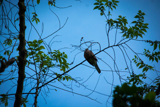 Bird Perched on Tree Branch Silhouette Against Blue Sky