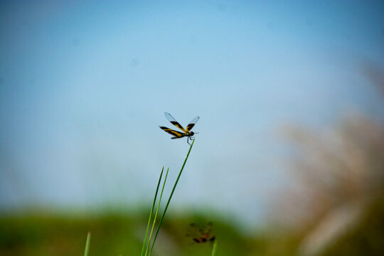 Yellow-Paddled Dragonfly Perched on Grass Blade Against Blue Sky