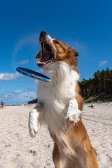 Playful Dog Leaping To Catch A Flying Disc On A Sunny Beach, Summer Pet Recreation © michnik101