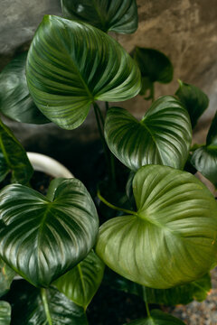 Close up of lush green tropical leaves. Houseplant decoration for cafe or interior design.