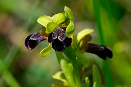 Braune Ragwurz // Sombre bee-orchid, dark bee-orchid (Ophrys fusca) - Sedano, Burgos, Spanien