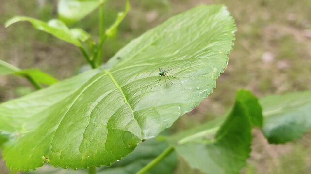Close-up of a small green leafhopper insect on dew-covered green foliage in natural light