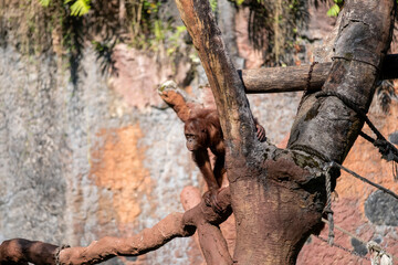 A juvenile orangutan climbs across a thick tree branch in a sunlit zoo enclosure, framed by rugged trunks and ropes against a textured artificial rock wall. © Samuel Ivan Pangdefa