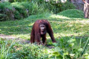 Reddish-brown orangutan walks on all fours toward the camera across a sunlit grassy habitat, surrounded by lush tropical vegetation in a naturalistic zoo enclosure. © Samuel Ivan Pangdefa