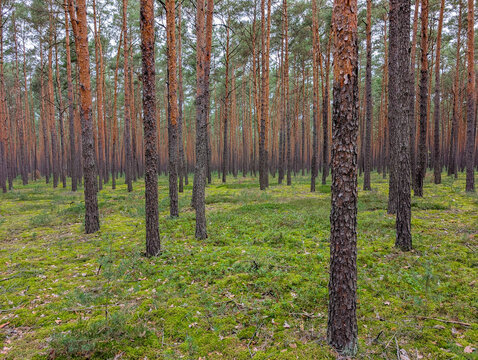Quiet Pine Forest With Tall Straight Trunks And Green Moss, Woodland Landscape