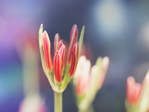 Tokyo,Japan - September 14, 2026: Closeup of buds of Red spider lily or Lycoris radiata