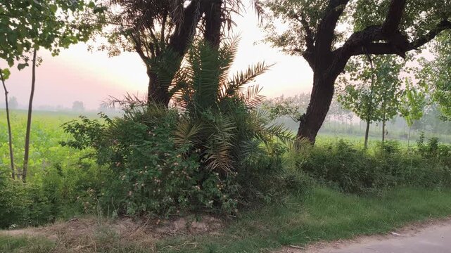 Serene garden path bordered by lush greenery and trees bathed in soft evening sunlight.