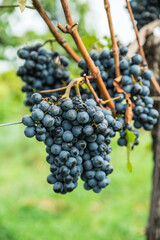 Obraz premium Close up of ripe black grapes growing in clusters on green vine in sunny vineyard.