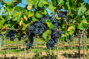 Obraz premium Close up of ripe black grapes growing in clusters on green vine in sunny vineyard.