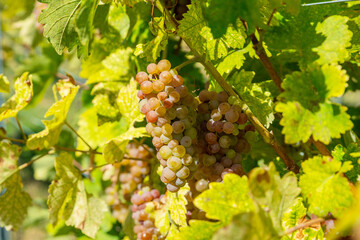Obraz premium Ripe white grapes hanging in clusters on vine branch in sunny vineyard.