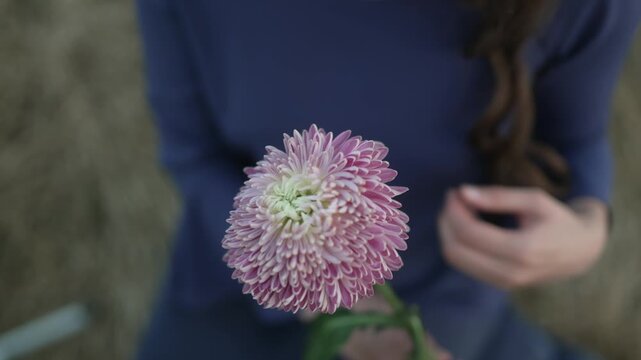 Woman's hands holding and caressing a pink aster flower